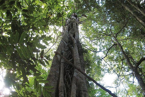 Natural Bridge Glow Worm Night Tour From Gold Coast - Accommodation Whitsundays 1
