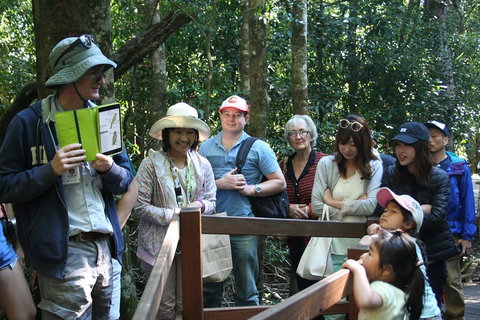 Natural Bridge Glow Worm Night Tour From Gold Coast - Accommodation Whitsundays 4