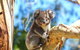 LGBT+ Friendly 2 Day Private Tour Great Ocean Road + Phillip Island - thumb 1