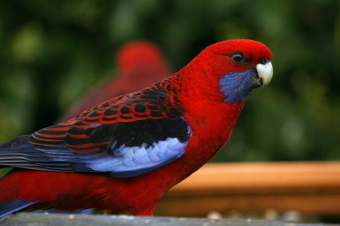 LGBT+ Friendly 2 Day Private Tour Great Ocean Road + Phillip Island - Accommodation Whitsundays 3