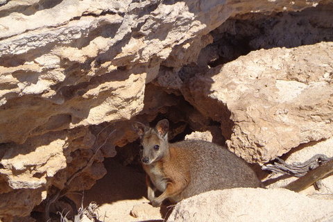 Shipwreck Special Full Day Tour Of The Abrolhos Islands - Accommodation Whitsundays 4