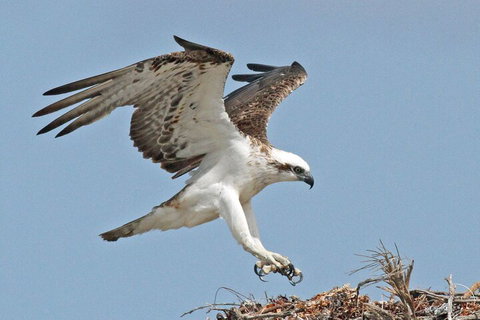 Shipwreck Special Nature Tour/Half Day Tour - Accommodation Whitsundays 4