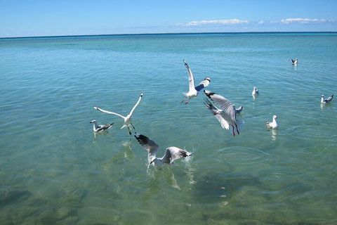 Pink Lake + Abrolhos Islands Nature Tour - Accommodation Whitsundays 5