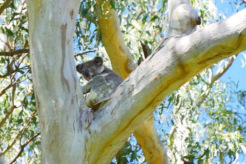Best Of Moreton Bay Cruise - Accommodation Whitsundays 2
