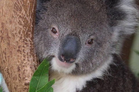 All Inclusive Blue Mountains Small-Group Day Trip From Sydney - Accommodation Whitsundays 1