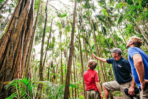 Natural Bridge & Springbrook Waterfalls Tour + Hot Air Balloon With Breakfast - Accommodation Whitsundays 5