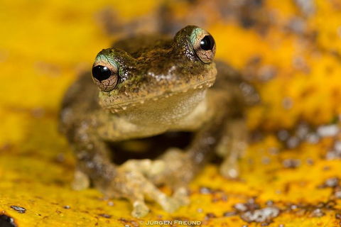 Daintree And Cape Tribulation Full Day Guided Tour - Accommodation Whitsundays 0