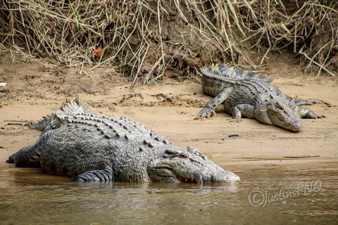 Daintree And Cape Tribulation Full Day Guided Tour - Accommodation Whitsundays 3
