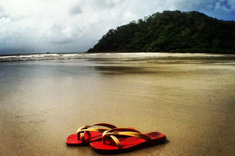 Daintree And Cape Tribulation Full Day Guided Tour - Accommodation Whitsundays 4