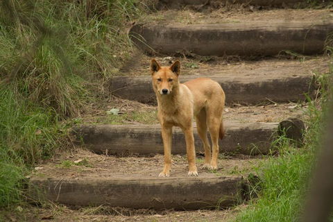 Blue Mountains Small-Group Insider Tour From Sydney - Accommodation Whitsundays 3