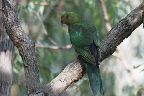 Private Blue Mountains Insider Tour From Sydney - Accommodation Whitsundays 5