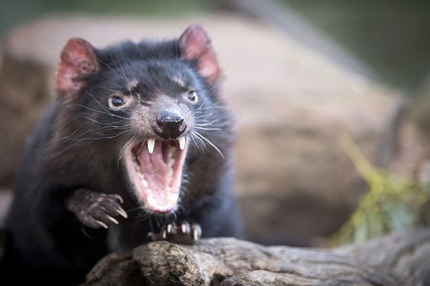 Port Arthur And Tassie Devils Active Day Tour From Hobart - Accommodation Whitsundays 3