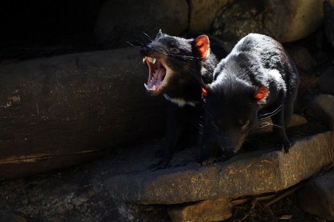 Port Arthur And Tassie Devils Active Day Tour From Hobart - Accommodation Whitsundays 4