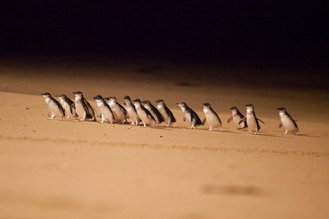 The Ultimate Melbourne Attractions Pass - Accommodation Whitsundays 5