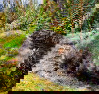 Cradle Mountain National Park Day Tour from Launceston - Accommodation Whitsundays