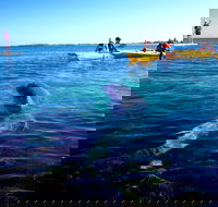 Penguin and Seal Islands Sea Kayaking Experience - Accommodation Whitsundays