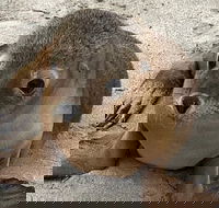 Kangaroo Island Scenic Trail Tour - Accommodation Whitsundays