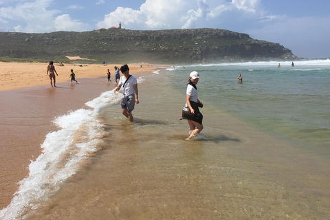 Small-Group Sydney's Northern Beaches And Ku-ring-gai National Park Bus Tour - Accommodation Whitsundays 5