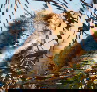 2-Hour Koala Walking Tour in Kangaroo Island - Accommodation Whitsundays