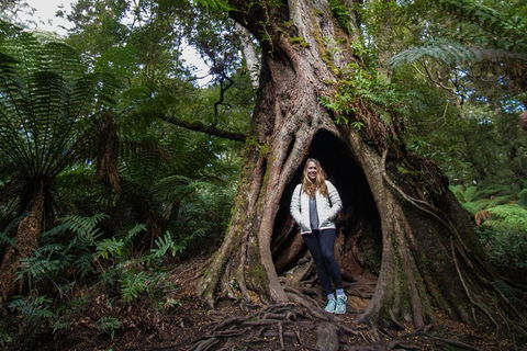 Great Ocean Road Small-Group Ecotour From Melbourne - Accommodation Whitsundays 4