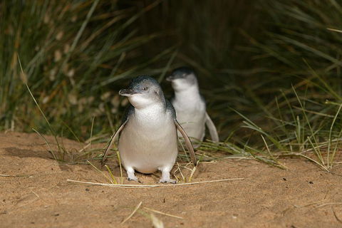 Phillip Island Penguin, Brighton Beach, Moonlit Sanctuary From Melbourne - Accommodation Whitsundays 2