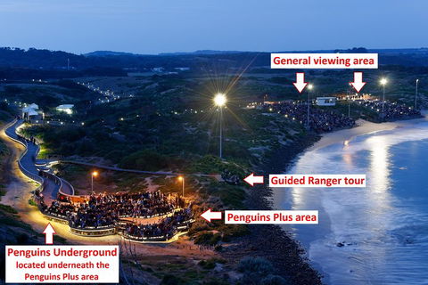 Phillip Island Penguin, Brighton Beach, Moonlit Sanctuary From Melbourne - Accommodation Whitsundays 4