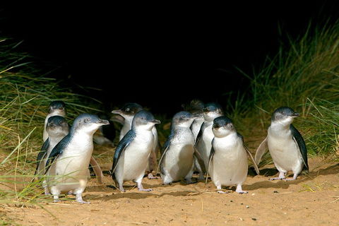 Phillip Island Penguin, Brighton Beach, Moonlit Sanctuary From Melbourne - Accommodation Whitsundays 5