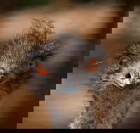 Currumbin Wildlife Sanctuary General Entry Ticket - Accommodation Whitsundays