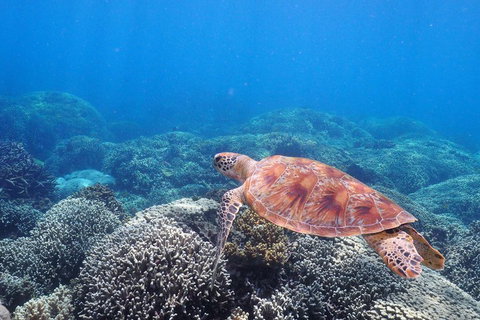 Calypso Outer Great Barrier Reef Cruise From Port Douglas - Accommodation Whitsundays 2