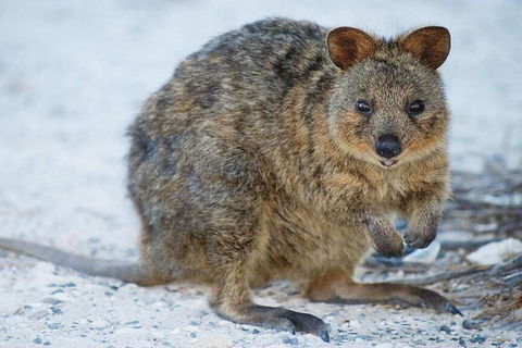 Perth To Rottnest Island Roundtrip Ferry Ticket - Accommodation Whitsundays 3