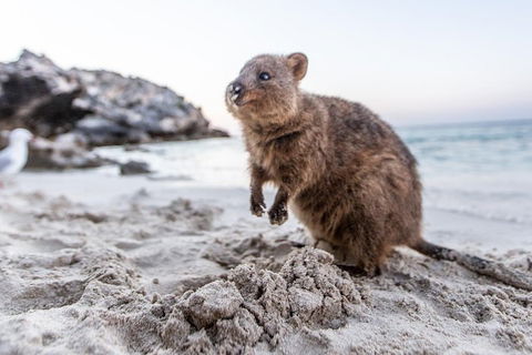 Perth To Rottnest Island Roundtrip Ferry Ticket - Accommodation Whitsundays 5