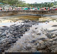 Hartley's Crocodile Adventures Day Trip from Palm Cove - Accommodation Whitsundays