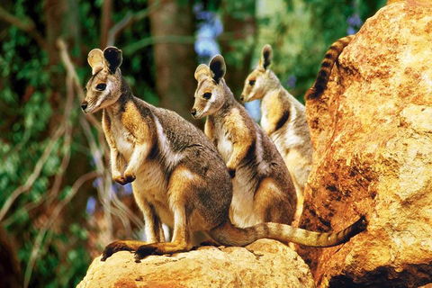 Sydney Harbour Hop On Hop Off Cruise With Taronga Zoo Entry - Accommodation Whitsundays 4