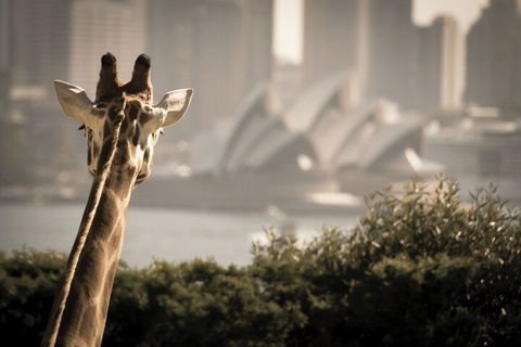 Sydney Harbour Hop On Hop Off Cruise With Taronga Zoo Entry - Accommodation Whitsundays 5