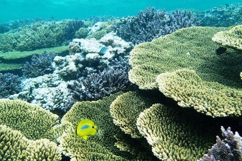 Abrolhos Islands Scenic Flight & Snorkel Adventure From Perth - Accommodation Whitsundays 4