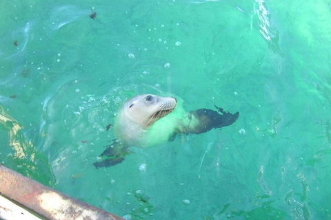 Abrolhos Islands Scenic Flight & Snorkel Adventure From Perth - Accommodation Whitsundays 5