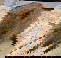 Wave Rock Pinnacles and Rottnest One Day Aeroplane Tour - Accommodation Whitsundays