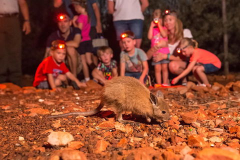Alice Springs Desert Park Nocturnal Tour - Accommodation Whitsundays 1