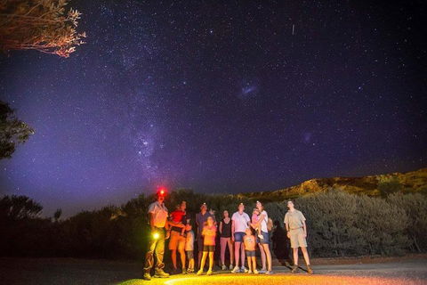 Alice Springs Desert Park Nocturnal Tour - Accommodation Whitsundays 2