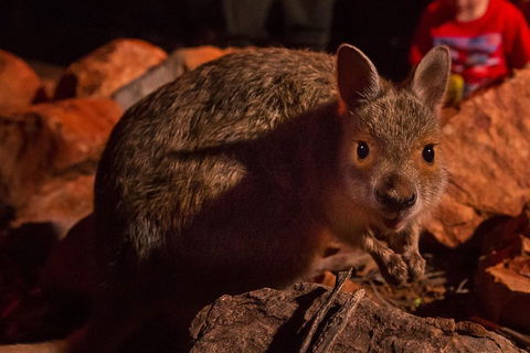 Alice Springs Desert Park Nocturnal Tour - Accommodation Whitsundays 3