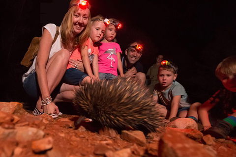 Alice Springs Desert Park Nocturnal Tour - Accommodation Whitsundays 5