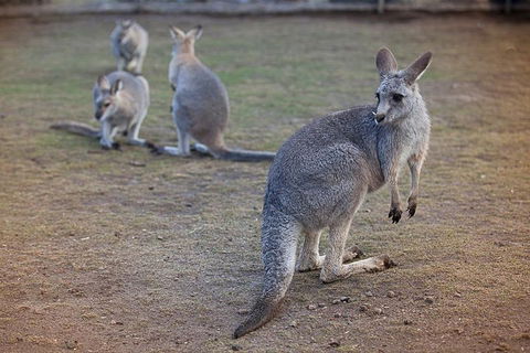 Private Tour: Blue Mountains Day Trip From Sydney - Accommodation Whitsundays 2