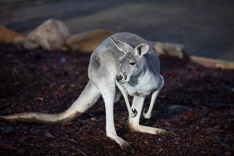 Private Tour: Blue Mountains Day Trip From Sydney - Accommodation Whitsundays 3