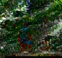 Full Day Daintree Rainforest and Mossman Gorge Tour - Accommodation Whitsundays