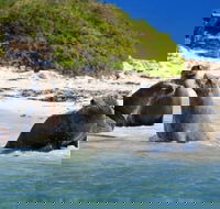 Dolphin Penguin and Sea Lion Cruise - Accommodation Whitsundays