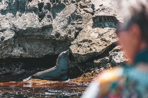 Adventure Rottnest Tour With Ferry & Adventure Cruise From Perth Or Fremantle - Accommodation Whitsundays 1