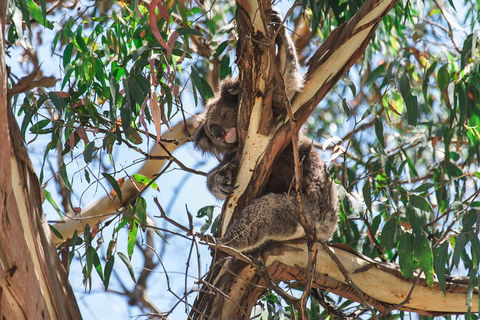 Full-Day Great Ocean Road And 12 Apostles Sunset Tour From Melbourne - Accommodation Whitsundays 2