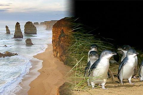 Melbourne Super Saver: Great Ocean Road + Phillip Island + Attraction Pass - Accommodation Whitsundays 0