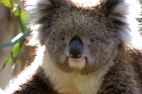 Melbourne Super Saver: Great Ocean Road + Phillip Island + Attraction Pass - Accommodation Whitsundays 3