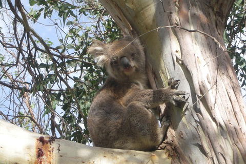 Small-Group Great Ocean Road Classic Day Tour From Melbourne - Accommodation Whitsundays 1